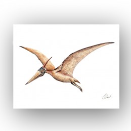 Picture of PTERODACTYL...