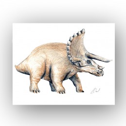 Picture of TRICERATOPS...