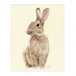 Image of HARE