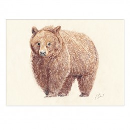 Image of BROWN BEAR