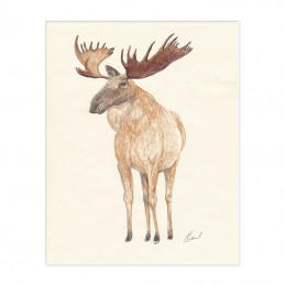 Image of ELK