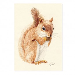 Image of SQUIRREL