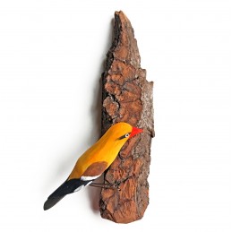 Bird on a piece bark ORIOLE