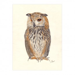 Picture of OWL