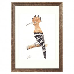 Picture of HOOPOE