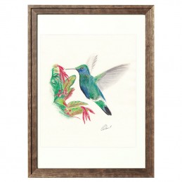 Picture of HUMMINGBIRD